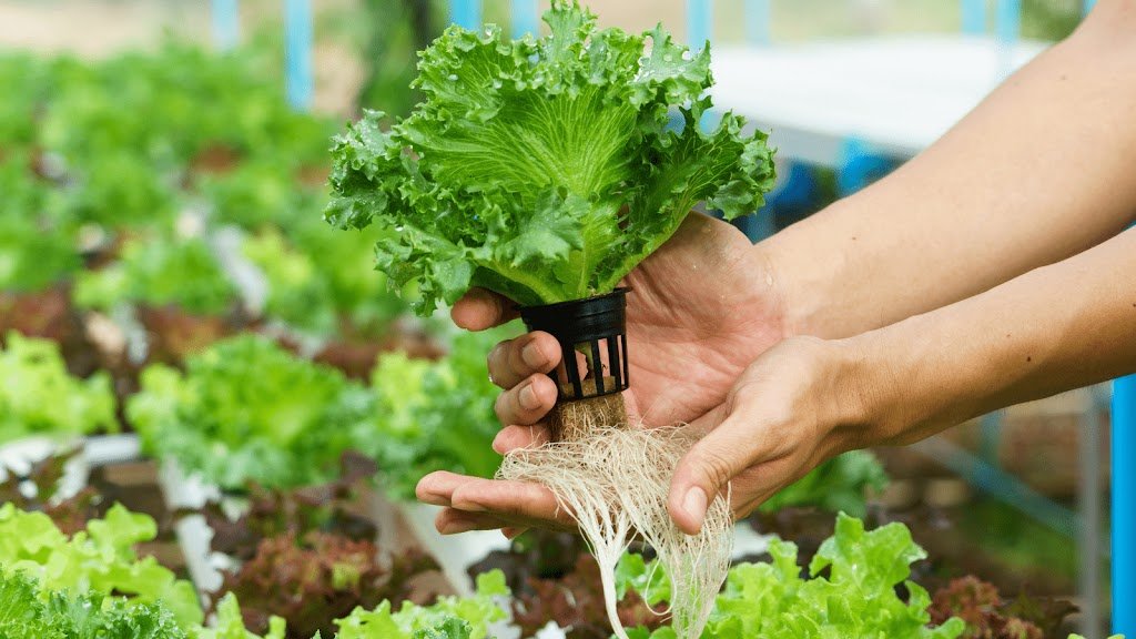 Hydroponics vs. Aquaponics: Which is Better for Small Farms ?