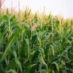 Researchers Update Tool to Help Iowa Farmers Select Cover Crop Varieties